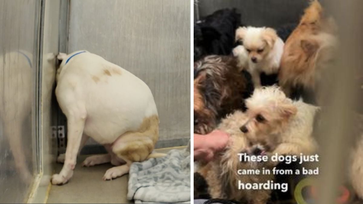 Rescue Gone Wrong When “Saving” Animals Hoarding