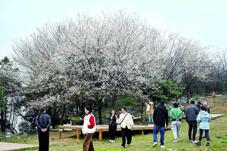 国内最大野生樱花群 有棵200岁的“花王”