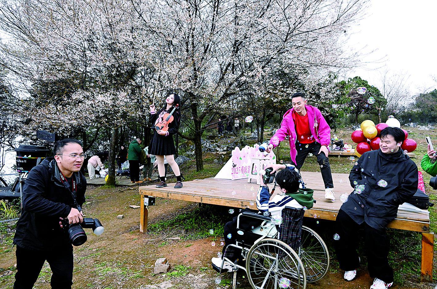 国内最大野生樱花群 有棵200岁的“花王”