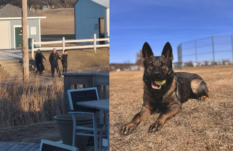 Suspect linked to organized crime repeatedly strikes police canine ...