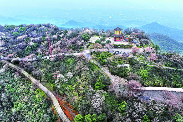 国内最大野生樱花群 有棵200岁的“花王”