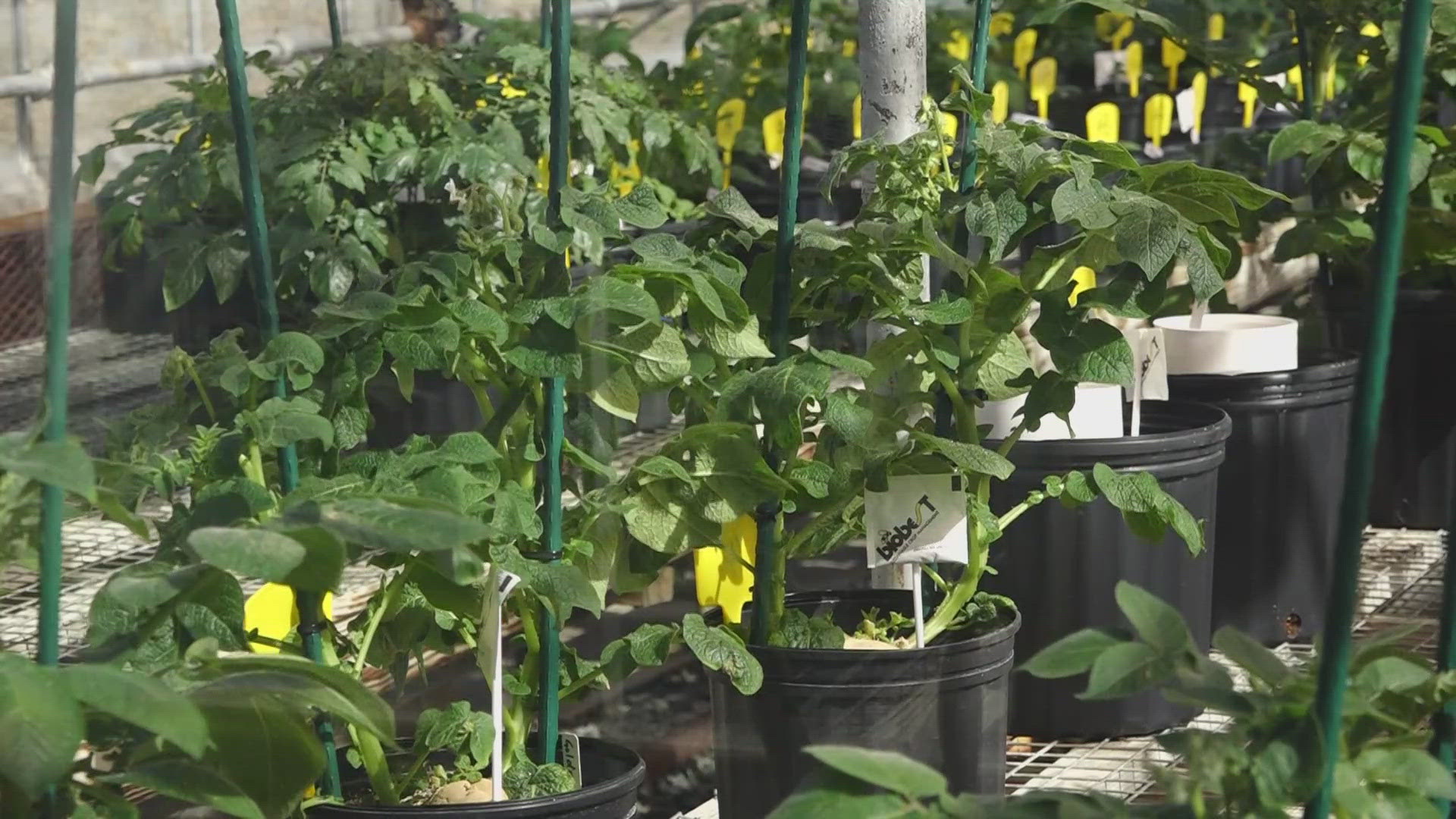 Maine farmers are unsure how big an impact the UMSUSDA funding freeze