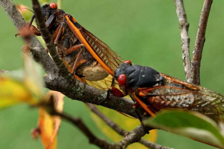 Cicadas return in 2025 — and they’re coming to Virginia