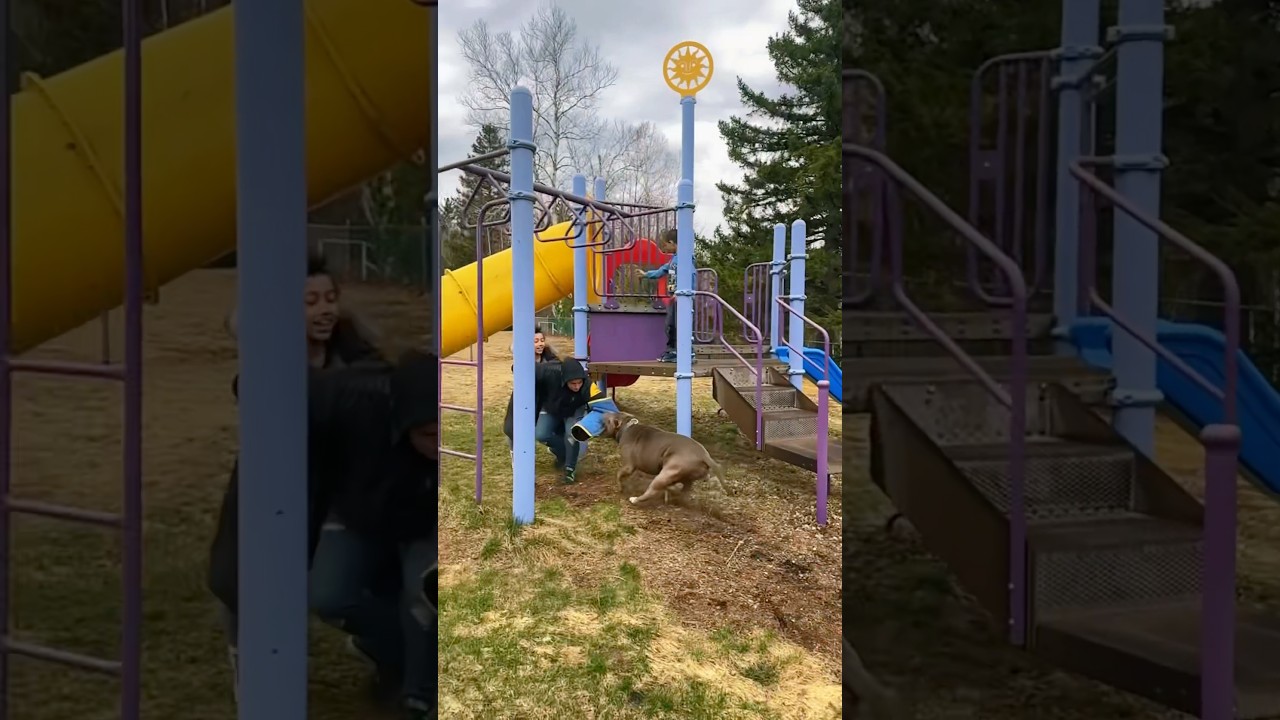 Senior blue pit bull shows off amazing protection skills