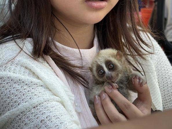 Uluslararası Doğa Koruma Birliği'nin (IUCN) kırmızı listesinde yer alan yavaş loris, nesli tükenmekte olan ve korunan hayvanlardan biri.