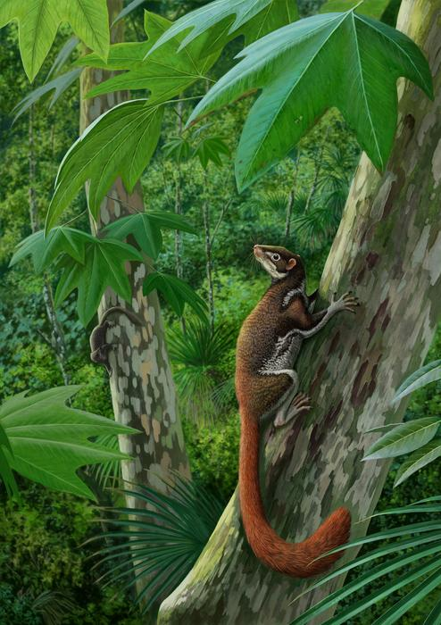 62-million-year-old fossil could solve mystery of early human evolution