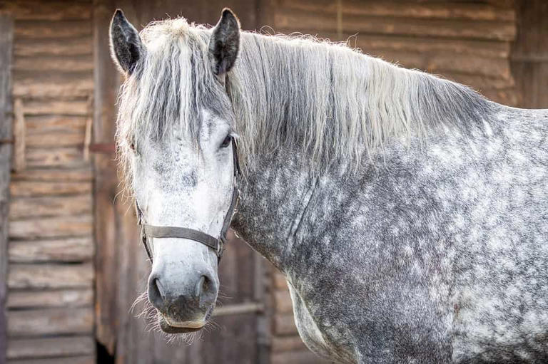 Hooves on Duty: The History and Role of Mounted Police Units