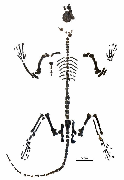 62-million-year-old fossil could solve mystery of early human evolution