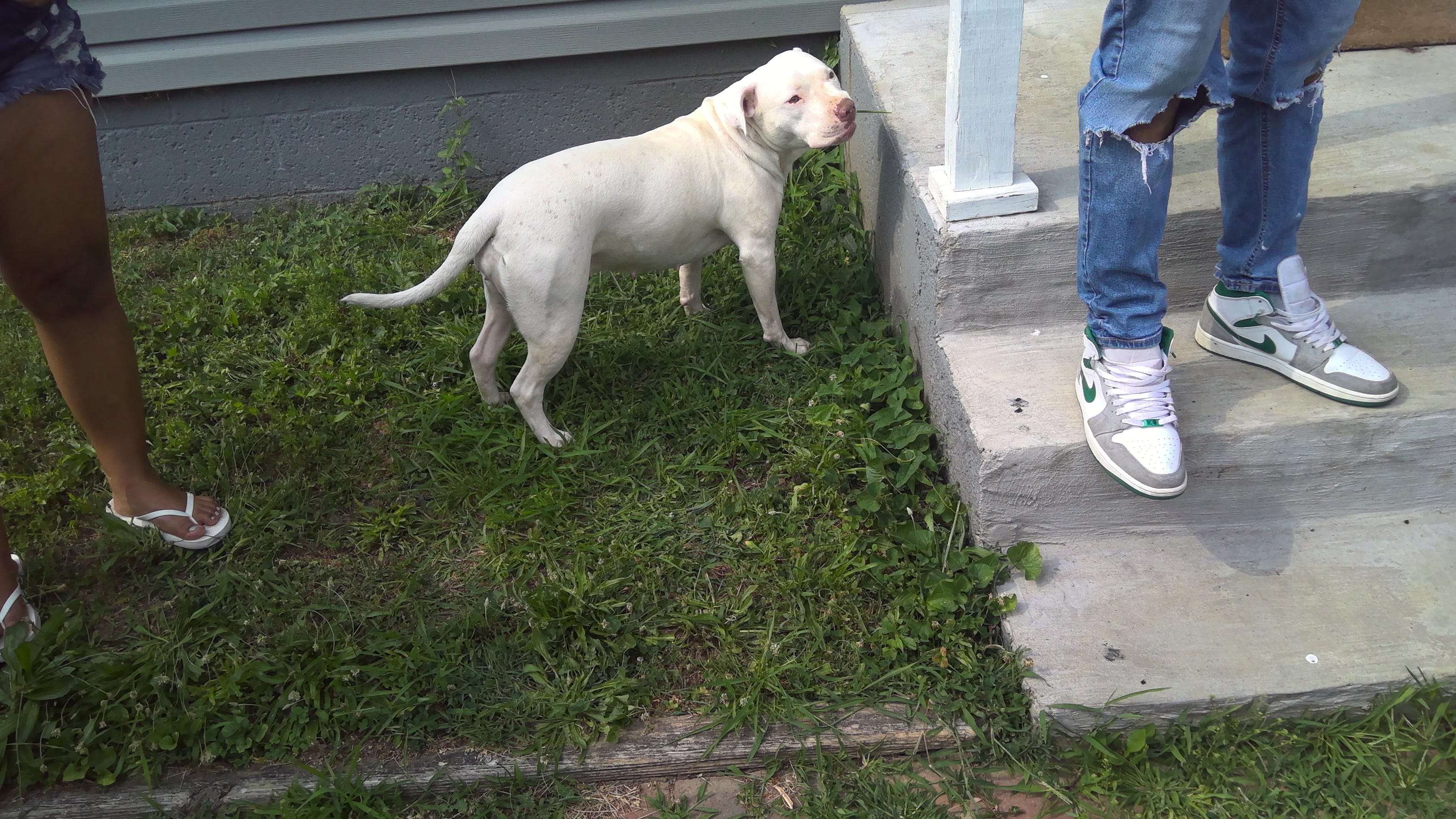 'Dangerous' dog won't be returned to owner, judge rules
