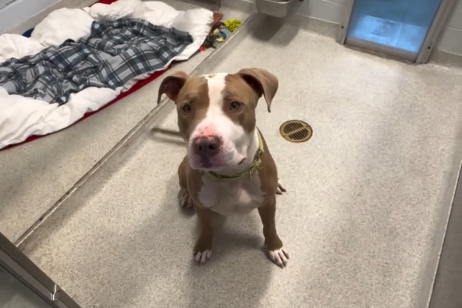 Woman's Face 'Savagely Mauled' by Pit Bull As She Volunteered in Shelter