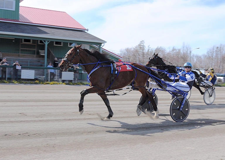 HARNESS RACING: David Lloyd George tops at Northside Downs