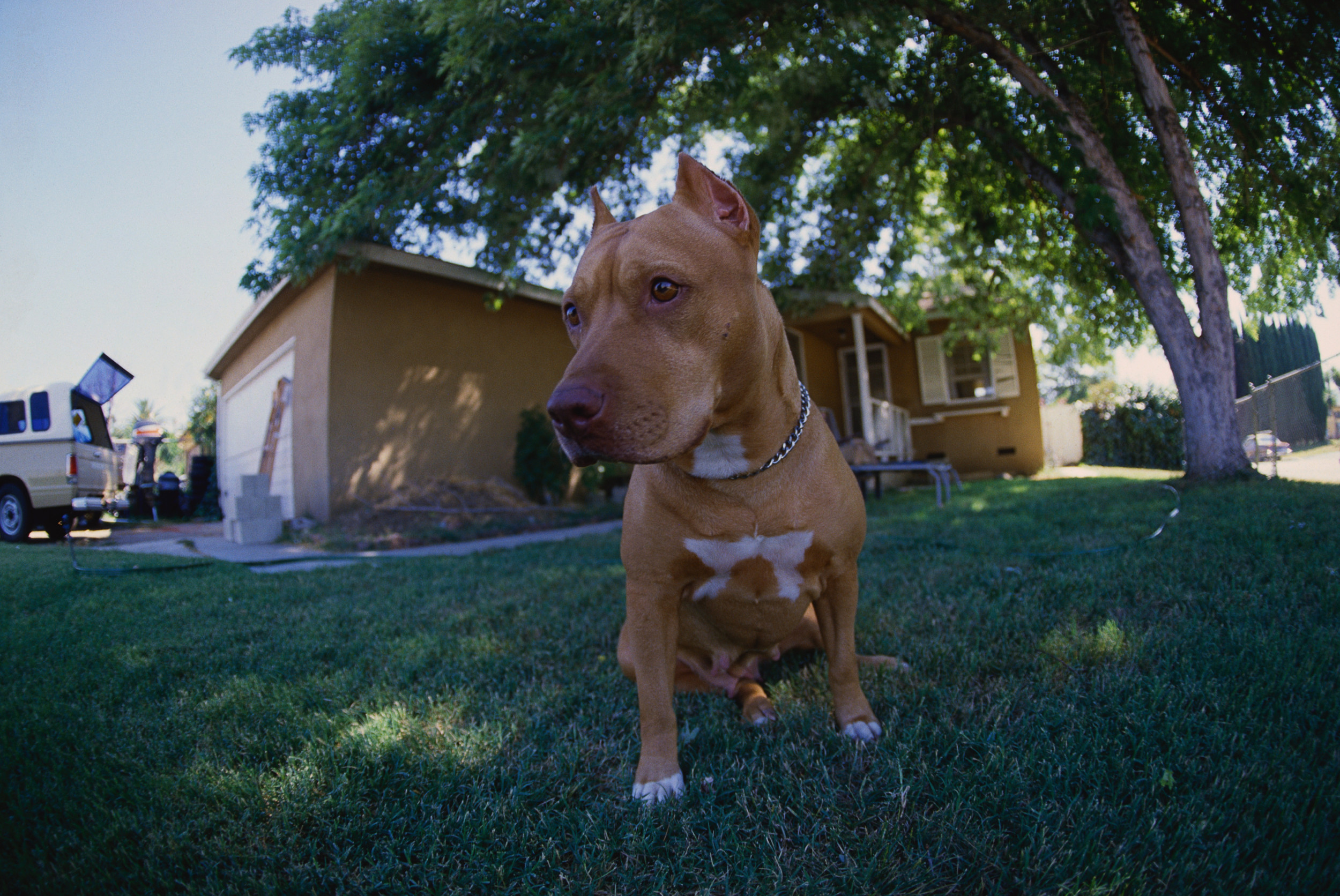Dog Shoots Owner In Bed