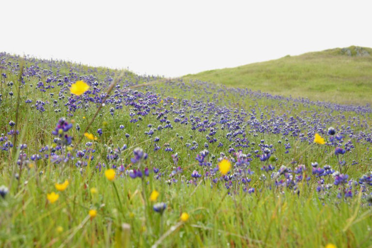 Super bloom substitute: Where to see California wildflowers even in ...