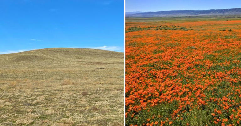 Super bloom substitute: Where to see California wildflowers even in ...