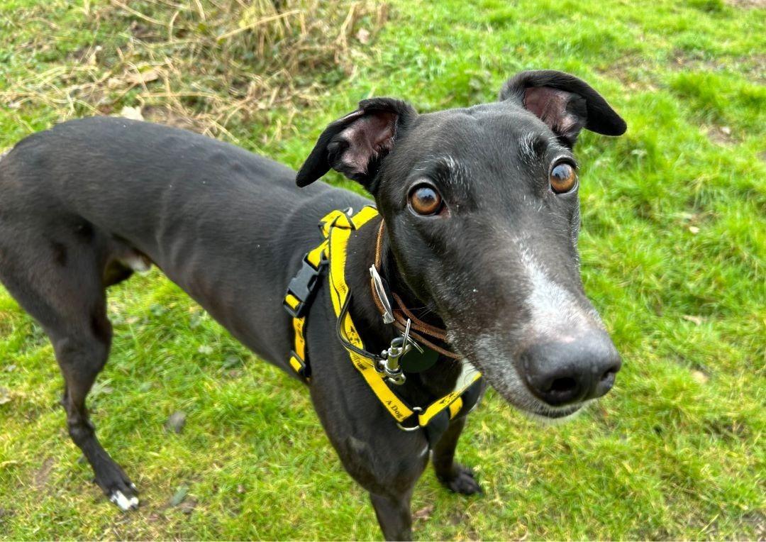 Trading the track for the quiet life – meet Midnight, the ex-racing ...