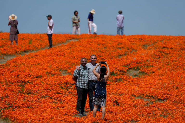 Super bloom substitute: Where to see California wildflowers even in ...