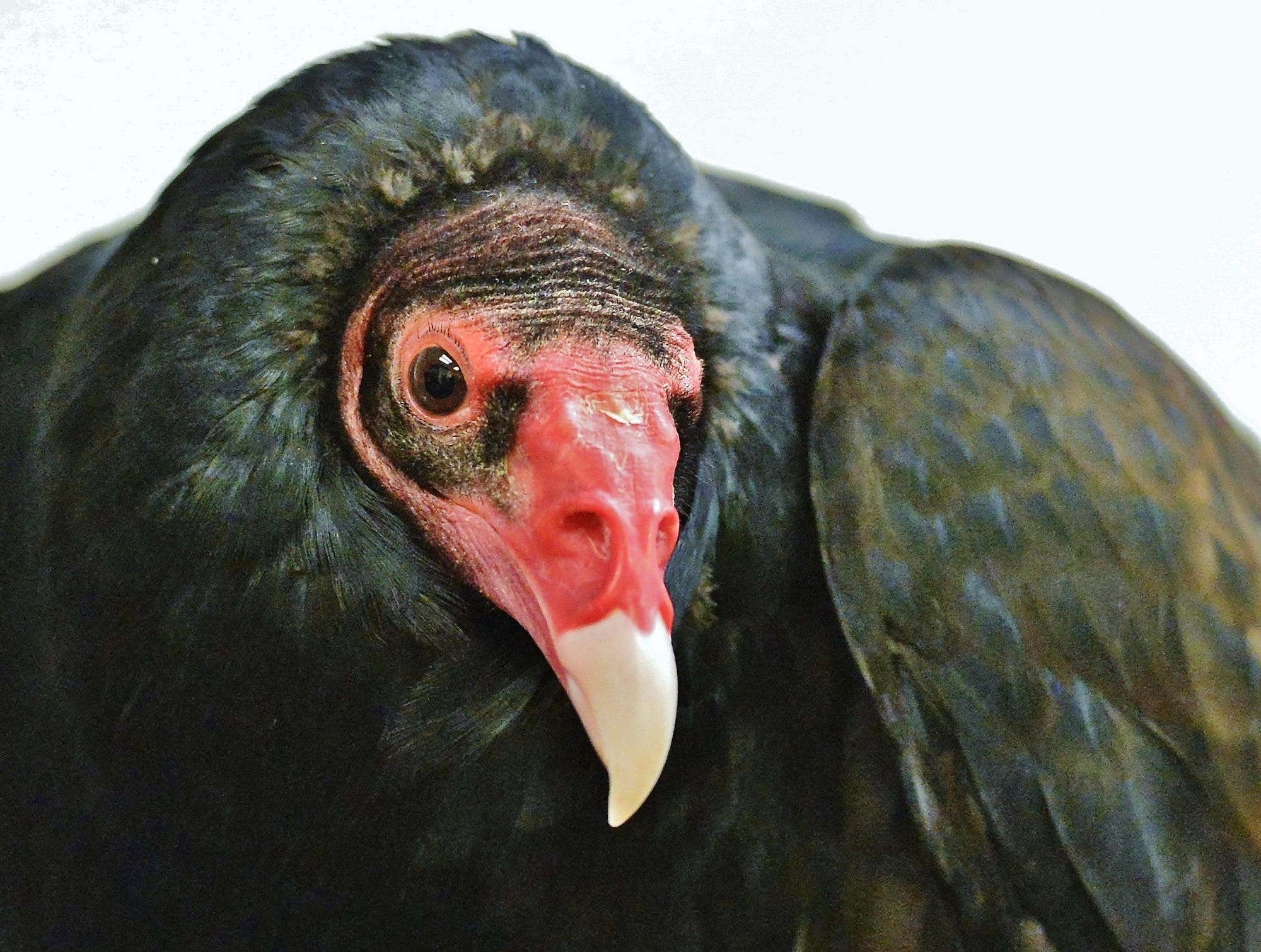 Hinckley's Buzzard Day returns March 15 with pancake breakfast