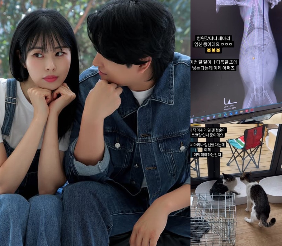 Animals with the shortest lifespan