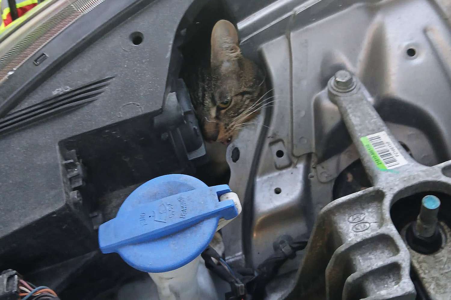 Rescuers Dismantle Vehicle to Save 'Scared' Cat Trapped in the Car's Engine