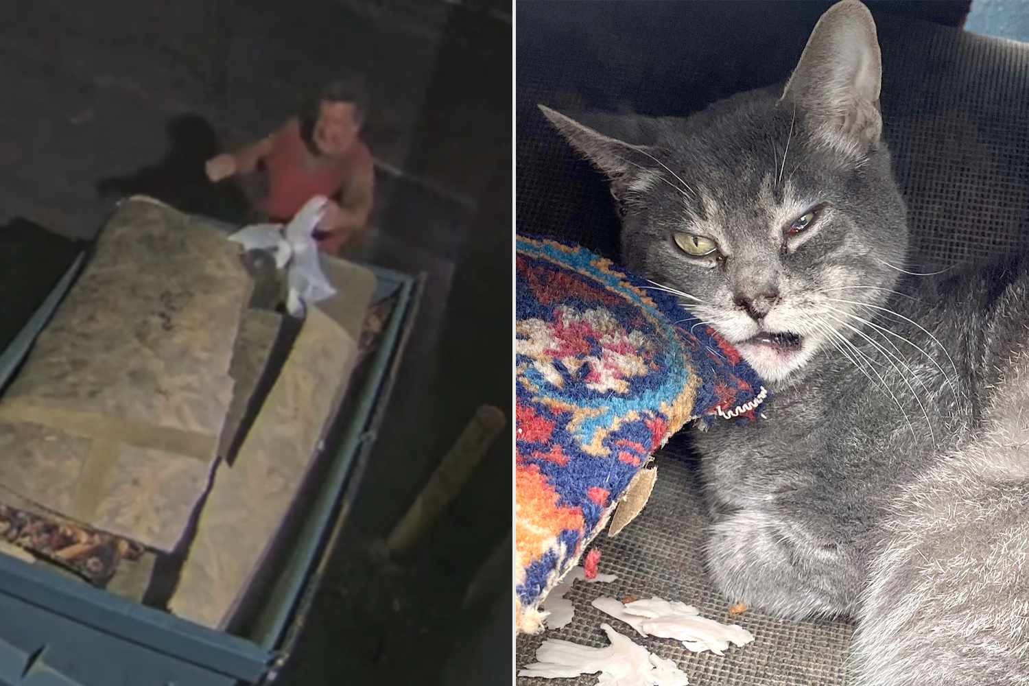 Heartbreaking Footage Shows Man Cruelly Abandoning a Limping Cat in a