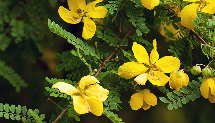 6 Least Known Health Benefits of Senna