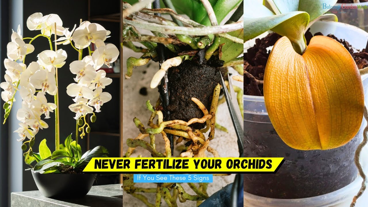 Protect your orchids by understanding fertilizer dangers and signs