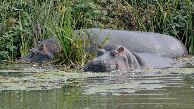 Work starts on home for new hippos at Longleat