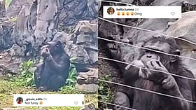 SHOCKING! Viral Video Shows Chimpanzee Smoking Cigarette At China Zoo