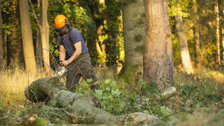 Hundreds of trees planted to tackle fungal disease