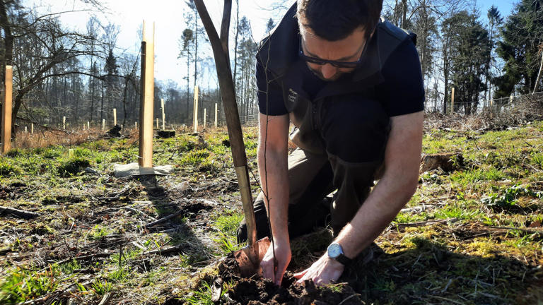 Hundreds of trees planted to tackle fungal disease