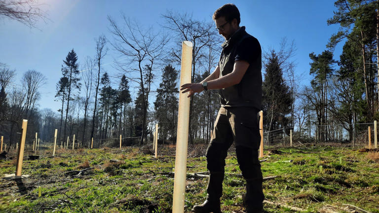 Hundreds of trees planted to tackle fungal disease