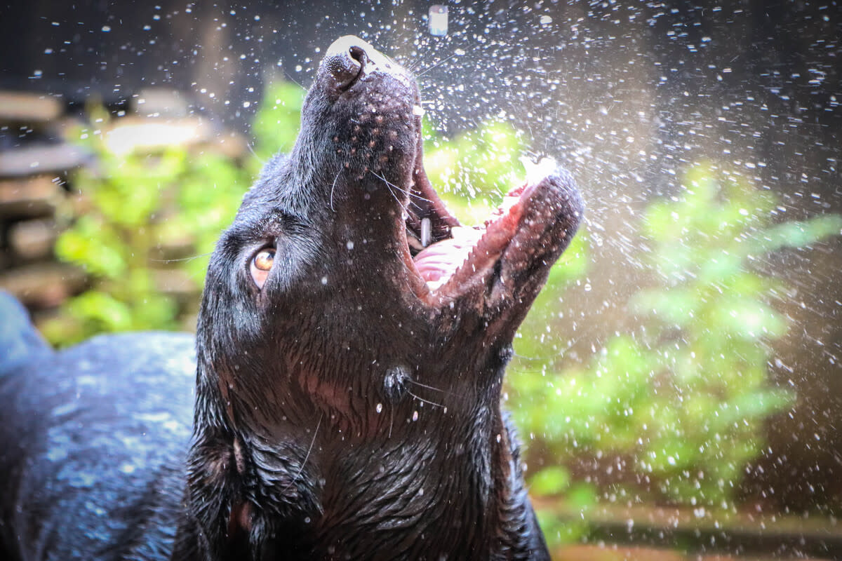 Energetic Black Lab Splashes Into Rainy Day Fun Like a Giddy Party King