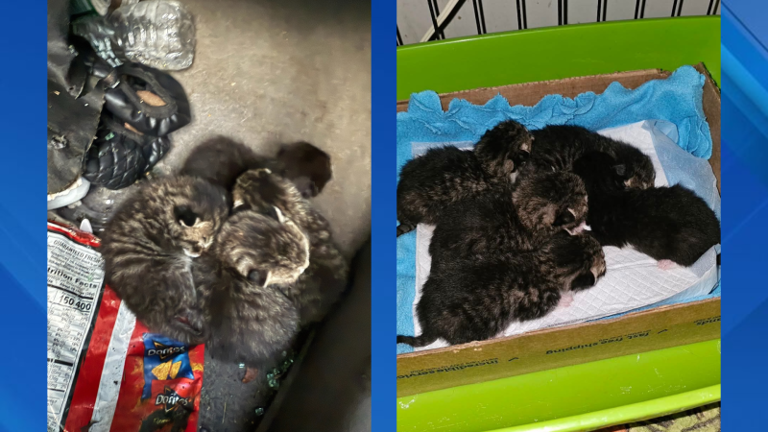 Newborn kittens rescued from wrecked car in New York moments before ...