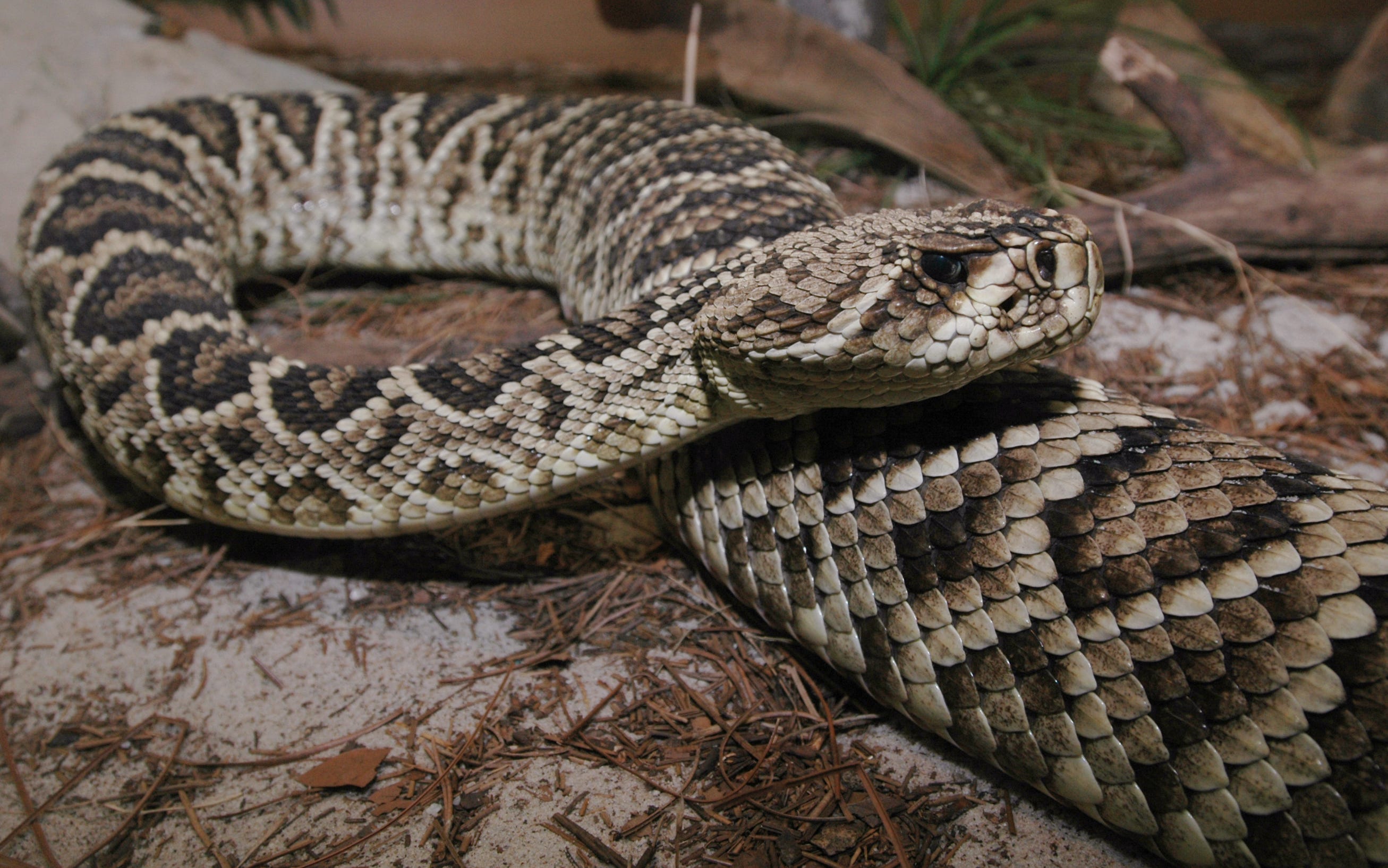 Which Mississippi snake is potentially deadliest? MS pit vipers ranked
