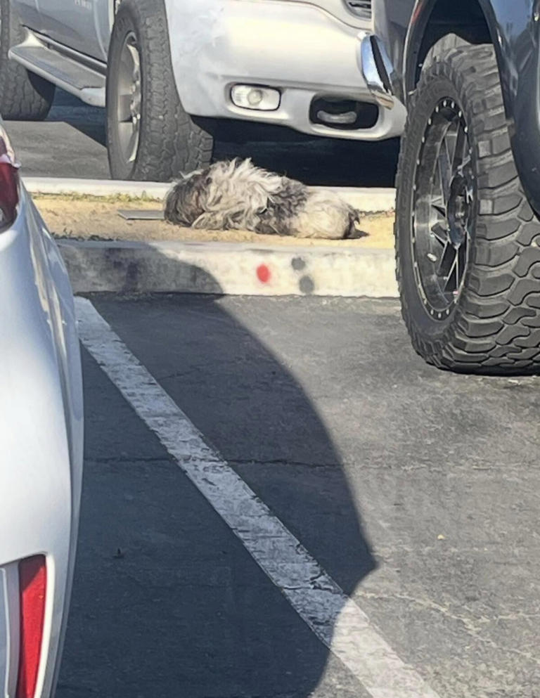 Woman Drops Everything For Clump Of Fur In Home Depot Parking Lot