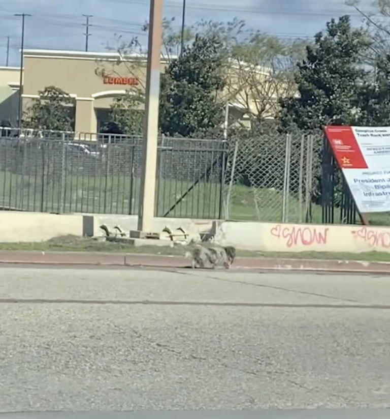 Woman Drops Everything For Clump Of Fur In Home Depot Parking Lot