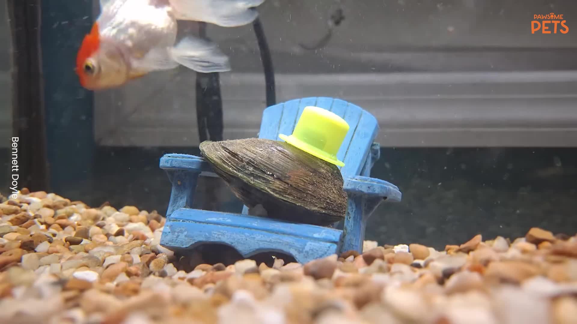 This Man’s Clams Are Better Dressed Than You