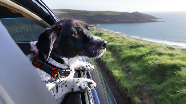 Do dogs prefer electric cars? New study conducted by TV vet says so