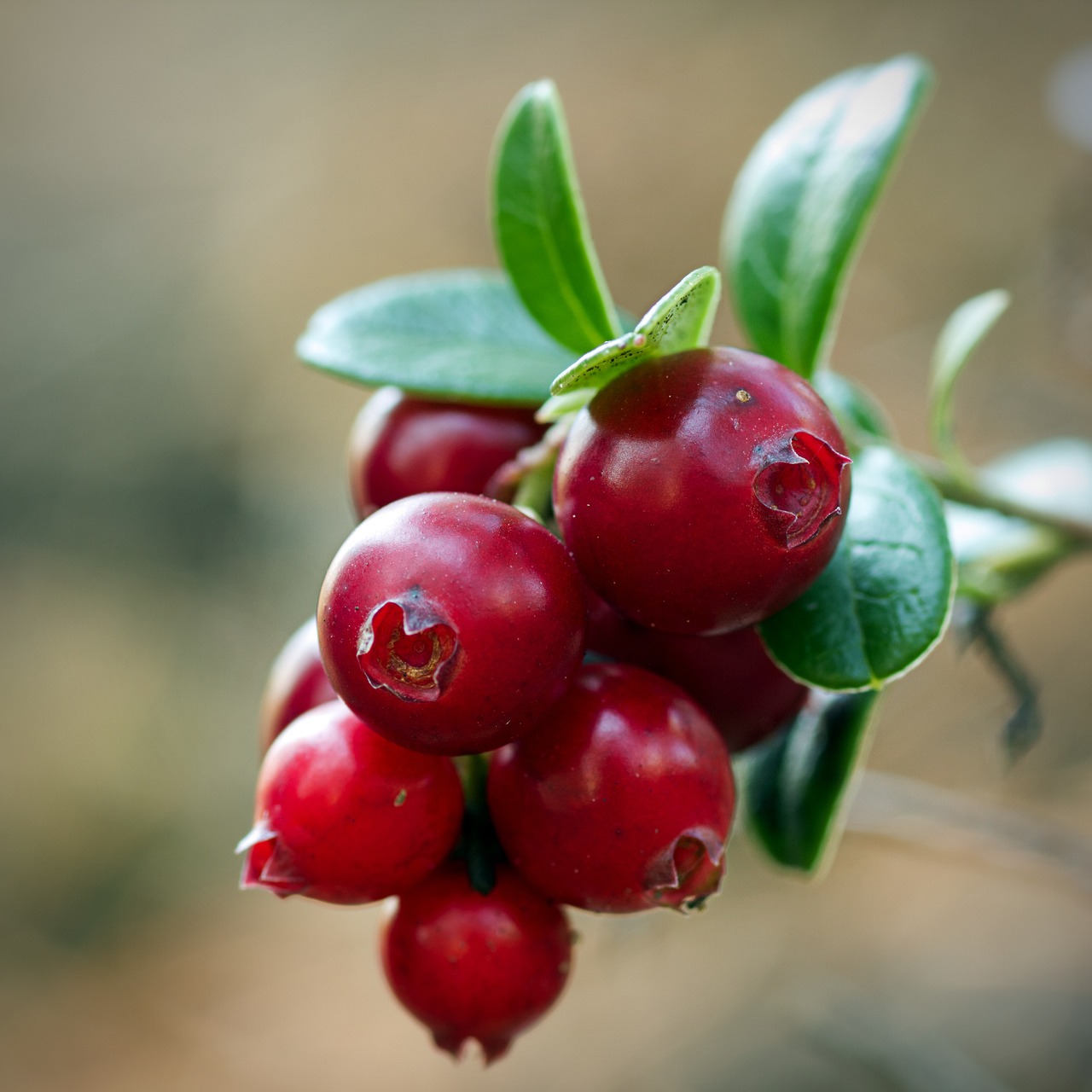 How to Bake the Best Cranberry Scones with Wisconsin Berries
