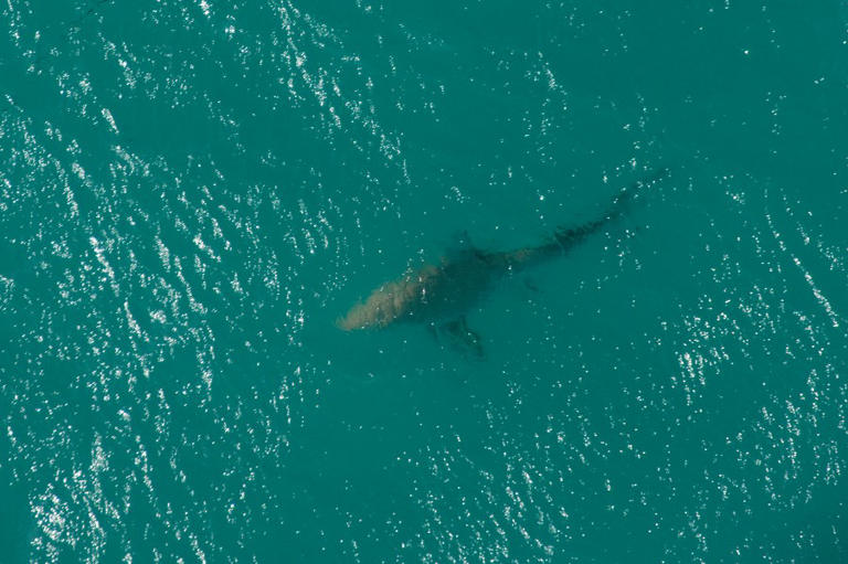 10-foot-tiger-shark-reported-off-north-carolina-coast