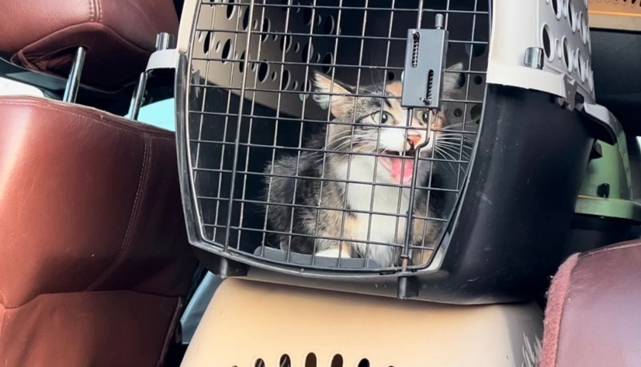 Nonprofit hosts ‘Kitten Shower’ to support influx of rescue kittens