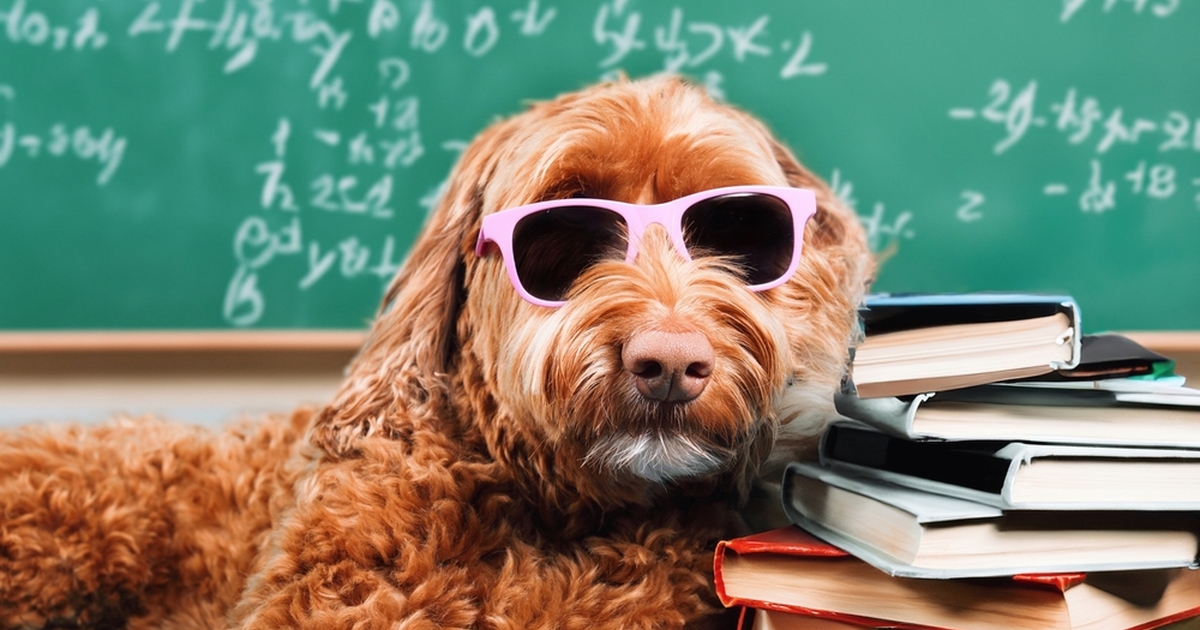 Bist du ein echter Hundeexperte? Teste dein Wissen mit diesem Hundequiz!