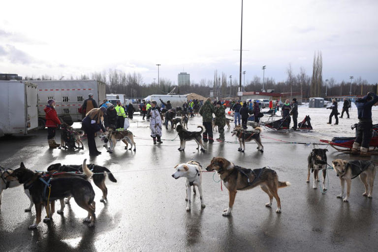 The World’s Most Famous Dog Sled Race Is Short on Snow