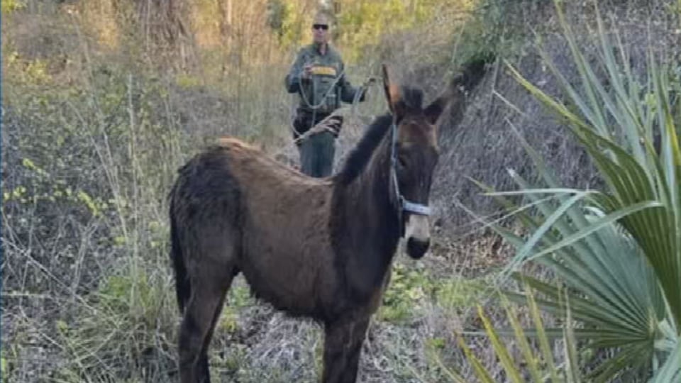 Deputies wrangle runaway donkey near I95