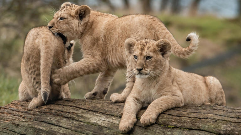 Lion cubs are two males and a female, zoo reveals