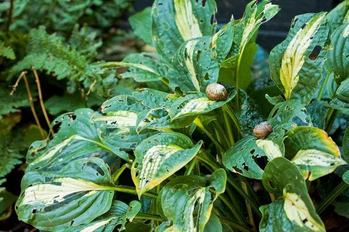 Do hostas spread? Understanding and managing hosta growth
