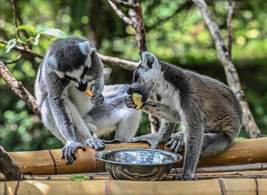 Madagaskar&amp;#39;ın simgesi : Lemurlar