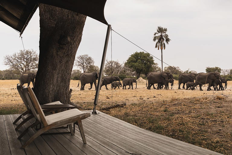 I stayed in two stunning Zimbabwe safari retreats and witnessed 'the ...