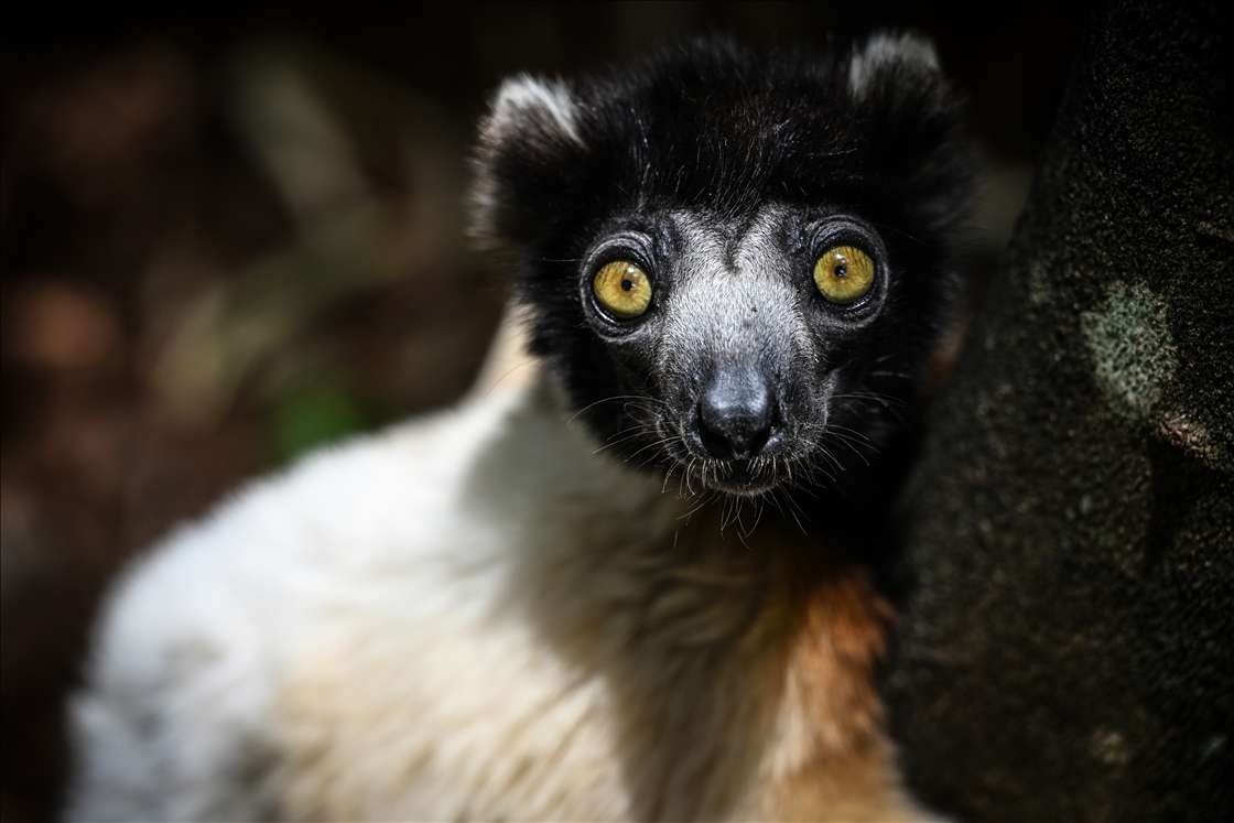 Madagaskar&amp;#39;ın simgesi : Lemurlar