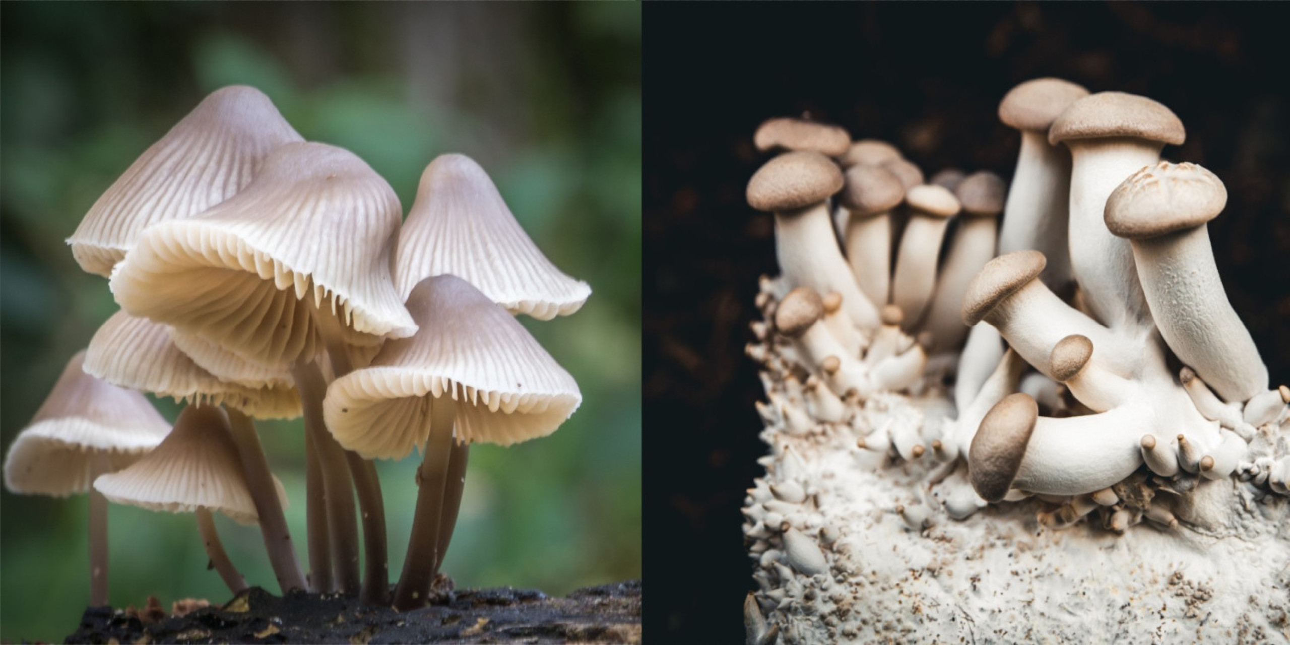 La Revolución Silenciosa: cómo el movimiento Black en el español urbano está redefiniendo la identidad y el poder lingüístico